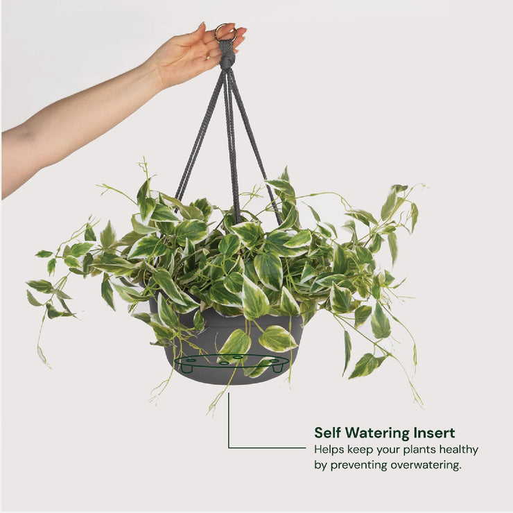 Image of Bloem Dura Cotta 12 In. Plastic Charcoal Hanging Plant Basket