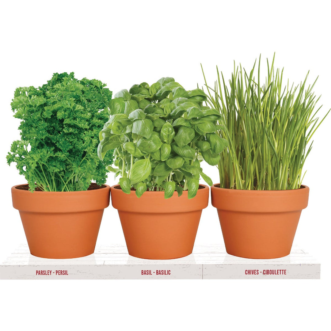 TotalGreen Holland Herb Trio Grow Kit – Hemlock Hardware