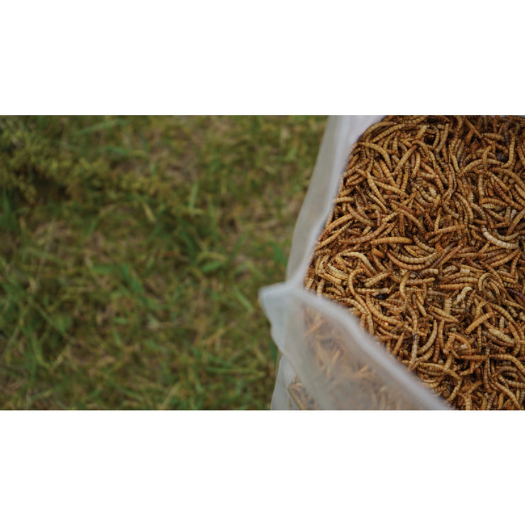 Image of Wonder Grubs 5 Lb. Dried Mealworms