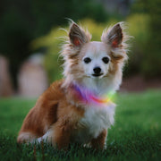 Image of Nite Ize Nite Howl Lithium Polymer Rechargeable Color Changing LED Mini Safety Necklace