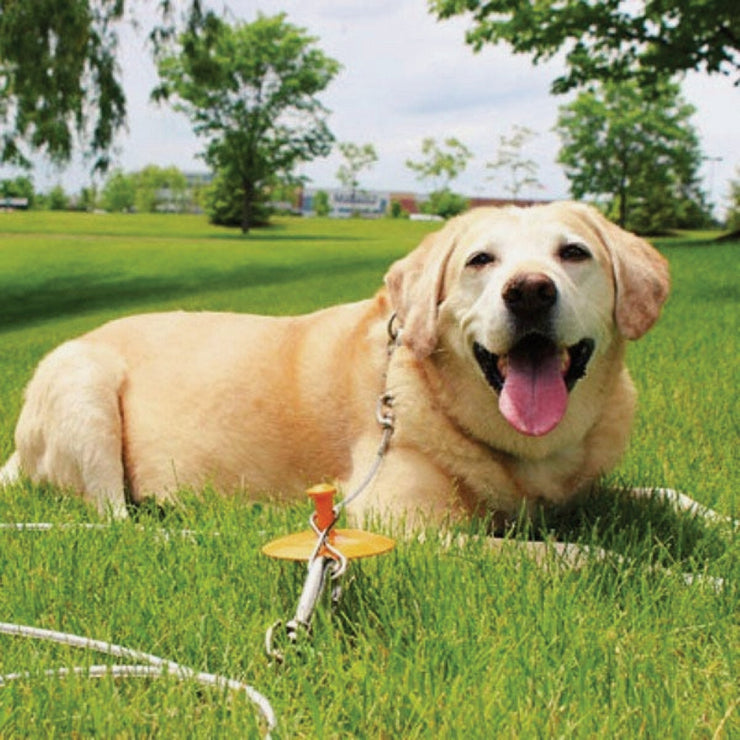 Image of Boss Pet Guardian Gear XL Dog Stake &  Tie-Out Combo, 30 Ft.