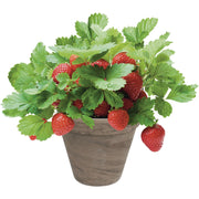 Image of TotalGreen Holland Strawberry Grow Kit