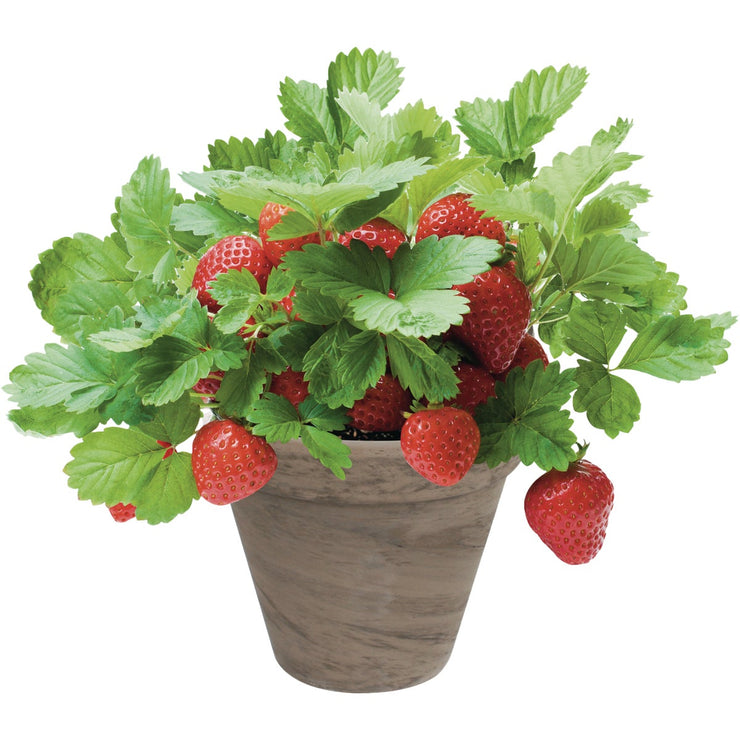 Image of TotalGreen Holland Strawberry Grow Kit