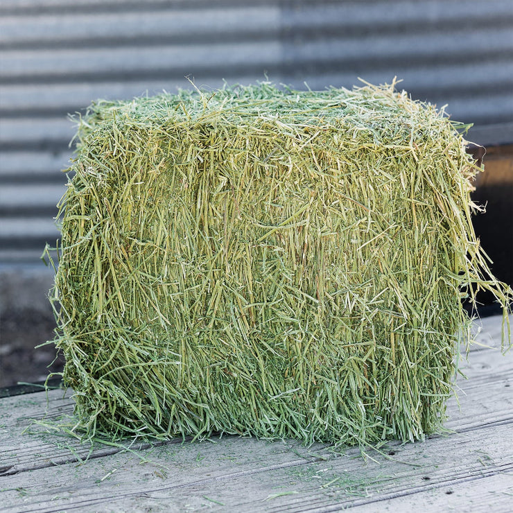 Image of Standlee Premium Western Forage 50 Lb. Premium Timothy Grab & Go Compressed Bale