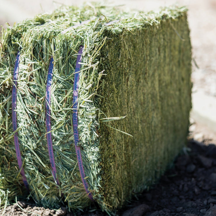 Image of Standlee Premium Western Forage 50 Lb. Premium Timothy Grab & Go Compressed Bale