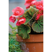 Ceramo 3-3/4 In. H. x 4-1/2 In. Dia. Terracotta Clay Standard Flower Pot