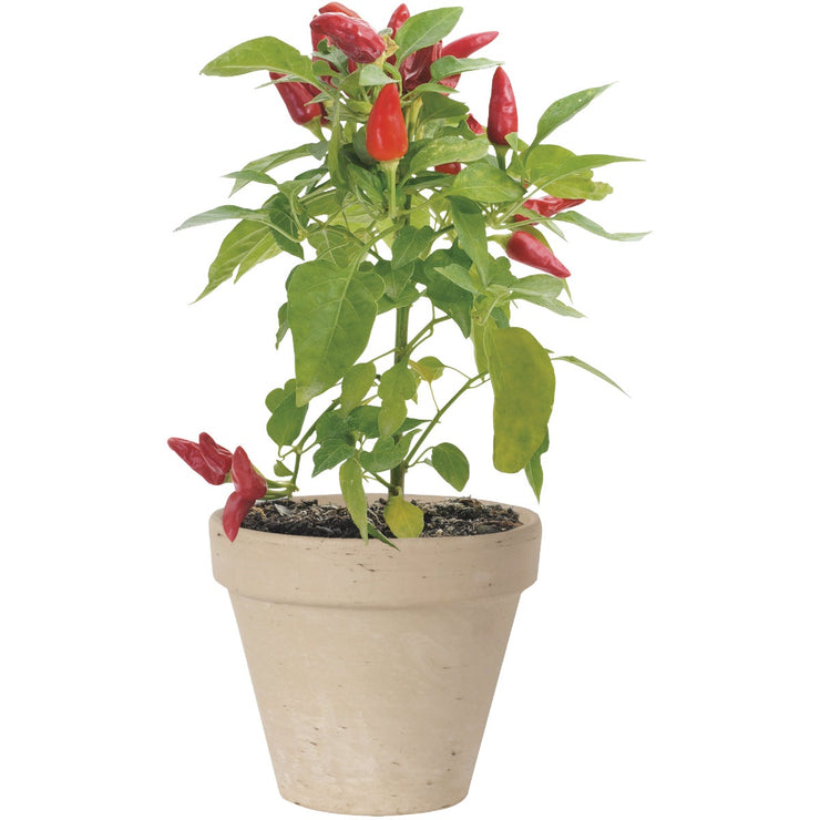 Ceramo 6-3/4 In. H. x 7-3/4 In. Dia. White Basalt Clay Standard Flower Pot
