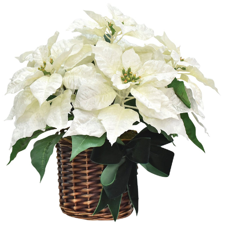 16 In. Winter White Poinsettia with Green Velvet Bow