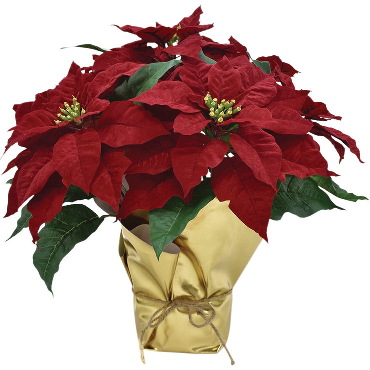 17 In. Regal Red Poinsettia